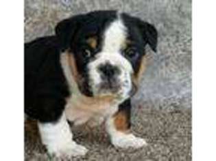 Bulldog Puppy for sale in Cherry Hill, NJ, USA