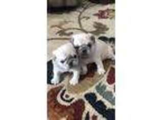 Pug Puppy for sale in Rome, NY, USA