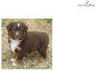 Australian Shepherd Puppy for sale in Tulsa, OK, USA