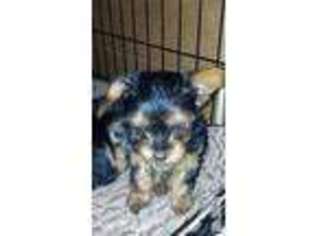 Yorkshire Terrier Puppy for sale in GLENWOOD SPRINGS, CO, USA