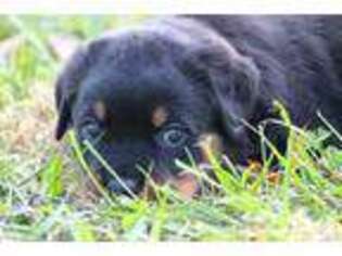 Rottweiler Puppy for sale in Pleasant Hill, MO, USA