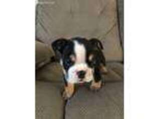 Bulldog Puppy for sale in Spartanburg, SC, USA