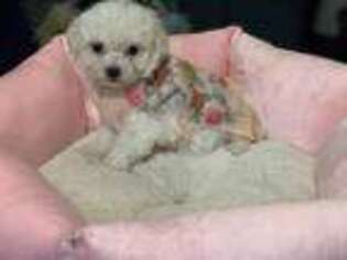 Bichon Frise Puppy for sale in Redford, MI, USA