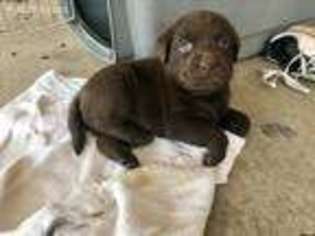 Labrador Retriever Puppy for sale in Leesville, SC, USA