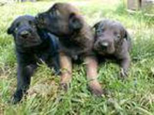 Belgian Malinois Puppy for sale in Brevard, NC, USA