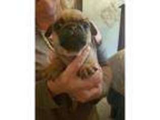 Pug Puppy for sale in Rotherham, South Yorkshire (England), United Kingdom