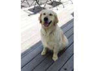 Golden Retriever Puppy for sale in West Bend, WI, USA