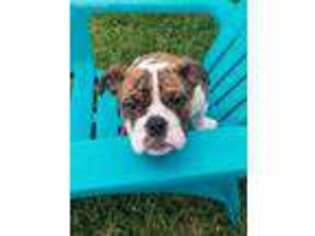 Bulldog Puppy for sale in Saint Marys, GA, USA