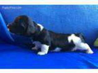 Dachshund Puppy for sale in Helotes, TX, USA