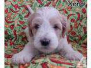 Goldendoodle Puppy for sale in Arizona City, AZ, USA