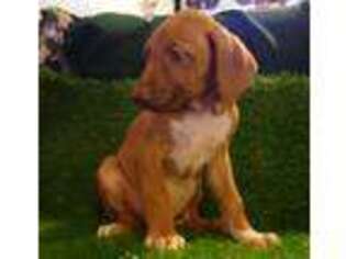 Rhodesian Ridgeback Puppy for sale in Washburn, MO, USA