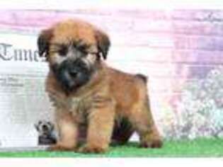 Soft Coated Wheaten Terrier Puppy for sale in Baltimore, MD, USA