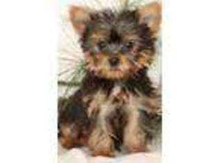 Yorkshire Terrier Puppy for sale in Farmingville, NY, USA