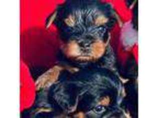 Yorkshire Terrier Puppy for sale in South Padre Island, TX, USA