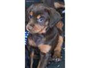 Cavalier King Charles Spaniel Puppy for sale in Philomath, OR, USA