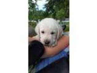 Medium Photo #1 Labrador Retriever Puppy For Sale in Piqua, OH, USA