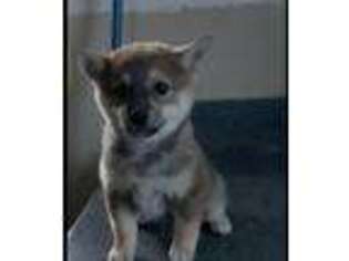Shiba Inu Puppy for sale in La Jara, CO, USA