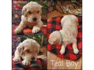 Goldendoodle Puppy for sale in Wise, VA, USA