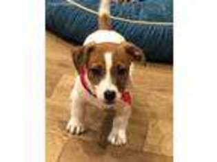 Jack Russell Terrier Puppy for sale in Henrietta, TX, USA