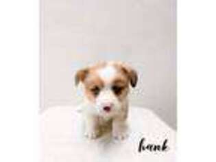 Pembroke Welsh Corgi Puppy for sale in Platteville, WI, USA