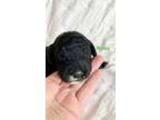 Schnoodle (Standard) Puppy for sale in North Salt Lake, UT, USA