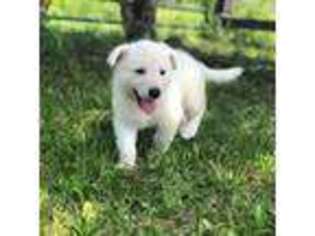 German Shepherd Dog Puppy for sale in Cardington, OH, USA