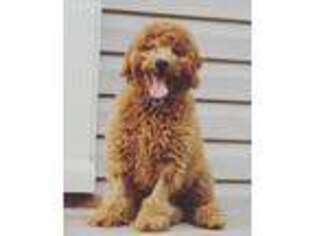 Goldendoodle Puppy for sale in Hudson, FL, USA