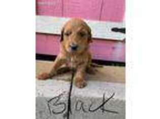 Goldendoodle Puppy for sale in Ramer, TN, USA