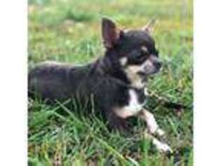 Chihuahua Puppy for sale in Fremont, IN, USA