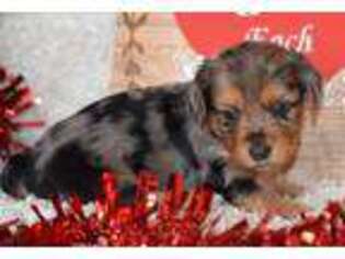 Dachshund Puppy for sale in Finley, OK, USA