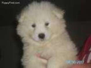 Samoyed Puppy for sale in Gasport, NY, USA