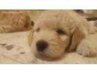 Goldendoodle Puppy for sale in Metairie, LA, USA