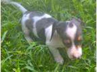 Dachshund Puppy for sale in Iredell, TX, USA