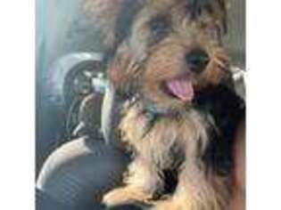 Yorkshire Terrier Puppy for sale in Ceres, CA, USA