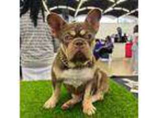 French Bulldog Puppy for sale in Dallas, TX, USA