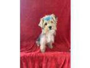 Yorkshire Terrier Puppy for sale in Weaubleau, MO, USA