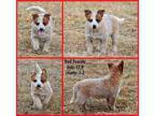 Medium Photo #1 Australian Cattle Dog Puppy For Sale in Nelson, MO, USA