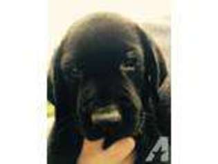 Labrador Retriever Puppy for sale in HARLEM, GA, USA