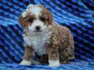 Cavapoo Puppy for sale in Liberty, KY, USA
