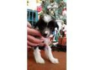 Chinese Crested Puppy for sale in Smith Mills, KY, USA