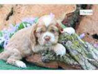 Cocker Spaniel Puppy for sale in Battle Creek, MI, USA