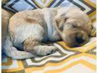 Goldendoodle Puppy for sale in Amelia, OH, USA
