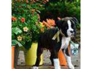 Boxer Puppy for sale in Maysville, GA, USA