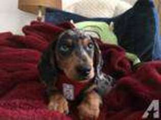 Dachshund Puppy for sale in HUNTINGDON VALLEY, PA, USA