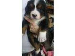 Bernese Mountain Dog Puppy for sale in Port Orchard, WA, USA