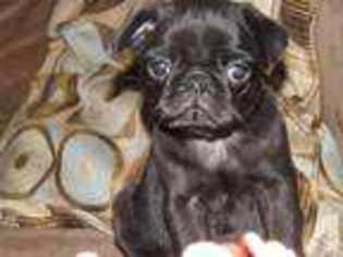 Pug Puppy for sale in BELPRE, OH, USA