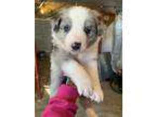 Border Collie Puppy for sale in Hedgesville, WV, USA