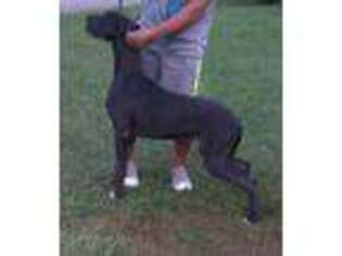 Great Dane Puppy for sale in Toone, TN, USA