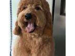 Goldendoodle Puppy for sale in Eden, NC, USA