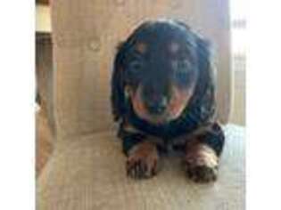 Dachshund Puppy for sale in Greeley, CO, USA